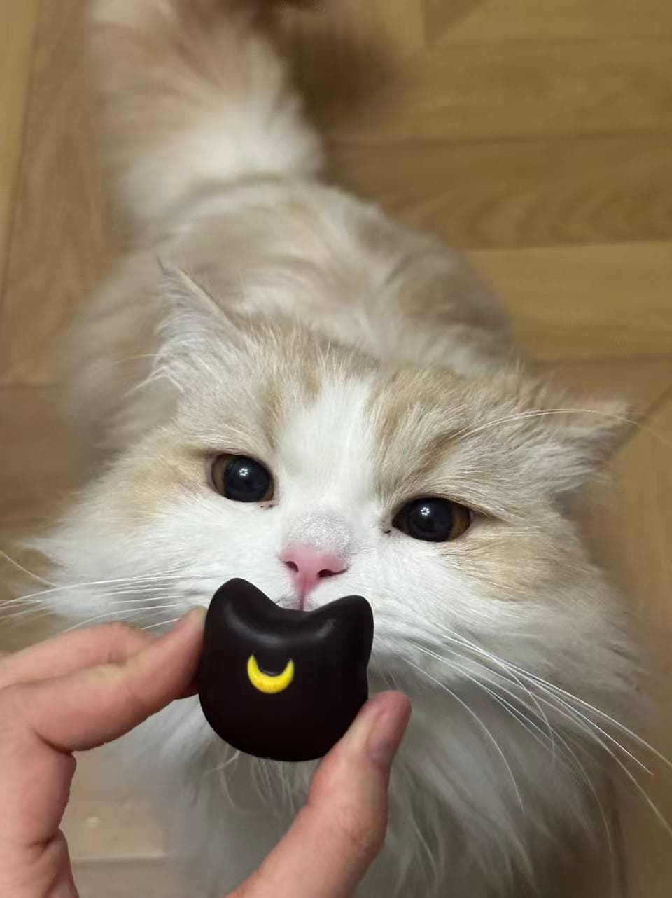 可爱的波比