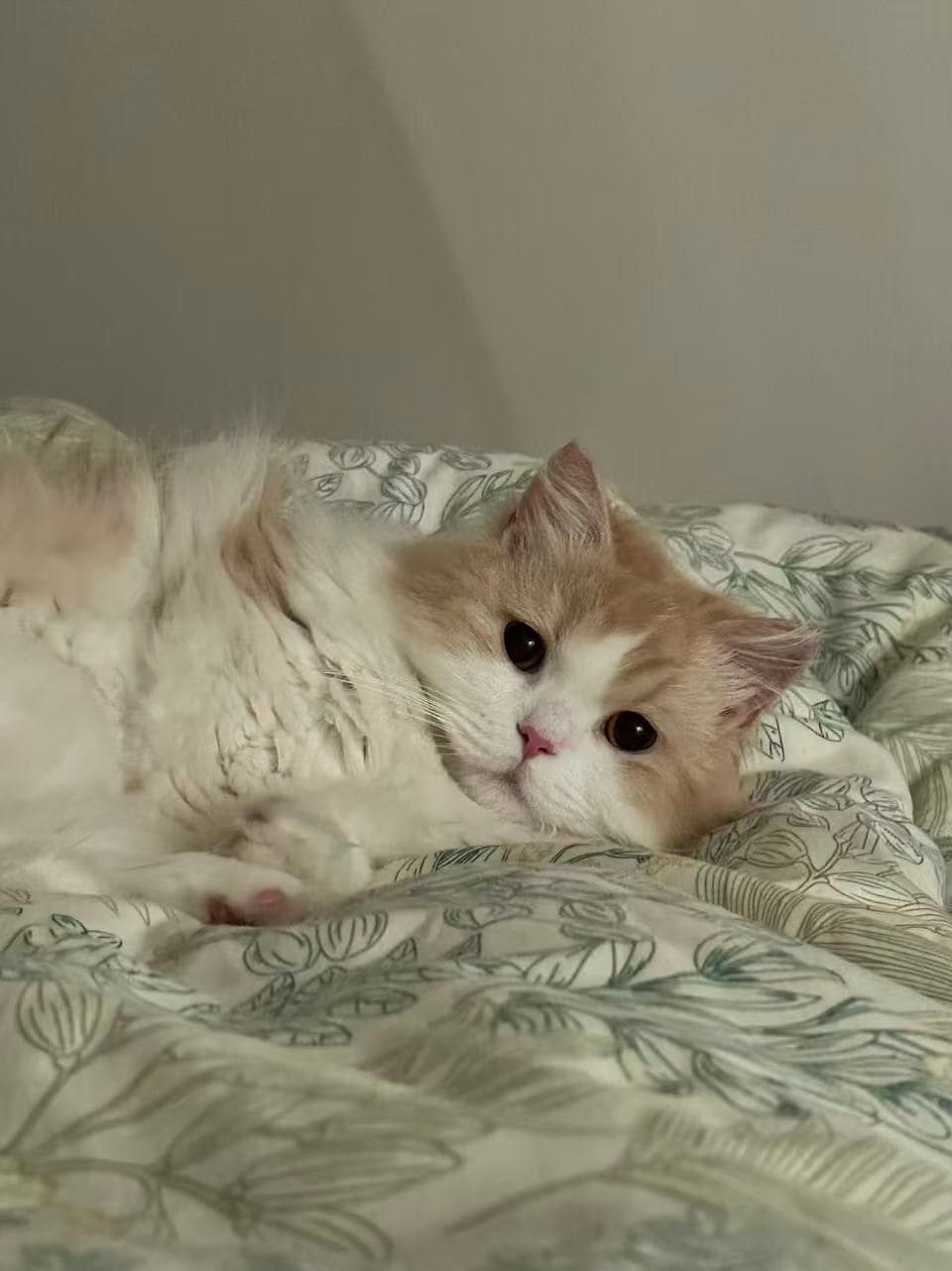 Cover Image for 猫老板的午睡管理制度